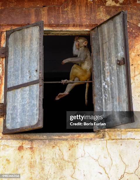 Monkeybroken Window Windowed Photos and Premium High Res Pictures - Getty Images