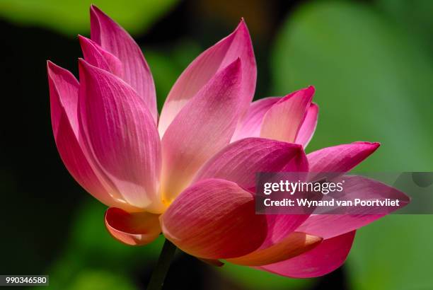bali flower - wynand van poortvliet stock pictures, royalty-free photos & images