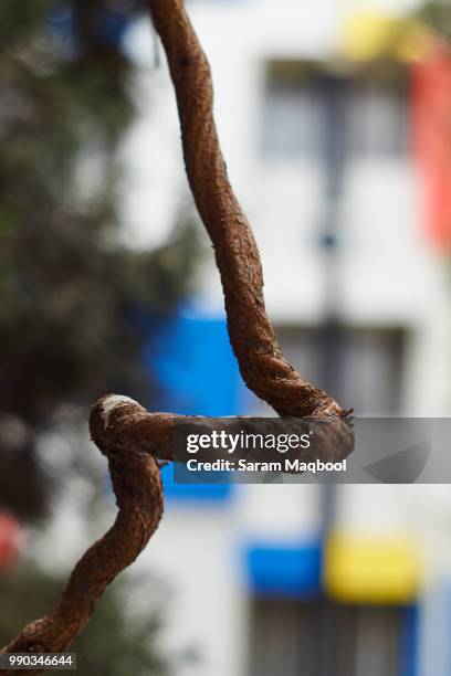 the twisted vine - twisted vine stock pictures, royalty-free photos & images