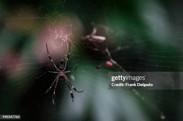 big spider - orb weaver spider stock pictures, royalty-free photos & images