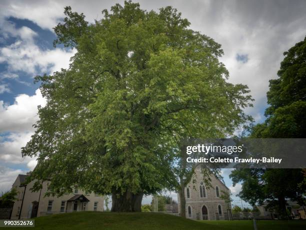 the lime tree - lime tree stockfoto's en -beelden