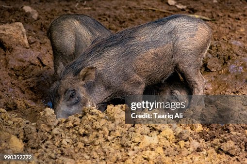 Two Common Warthogs Two Common Warthogs
