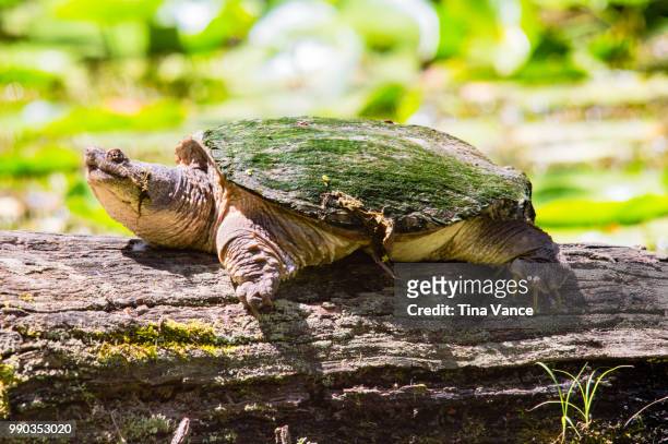 sunning snapping turtle - snapping turtle foto e immagini stock