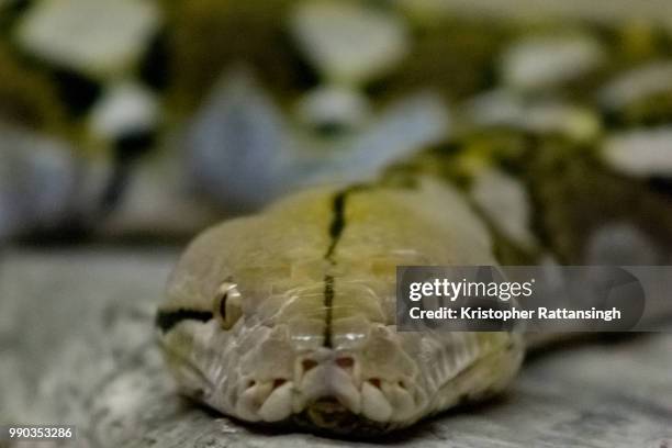 reticulated python - reticulated stock-fotos und bilder