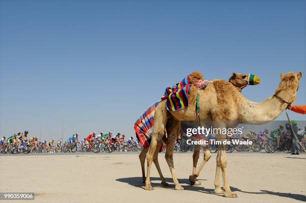 7Th Tour Of Qatar, Stage 3Illustration Illustratie, Peleton Peloton, Camel Chameau Kameel Dromedaris, Landscape Paysage Landschap /Camel Race Track -...