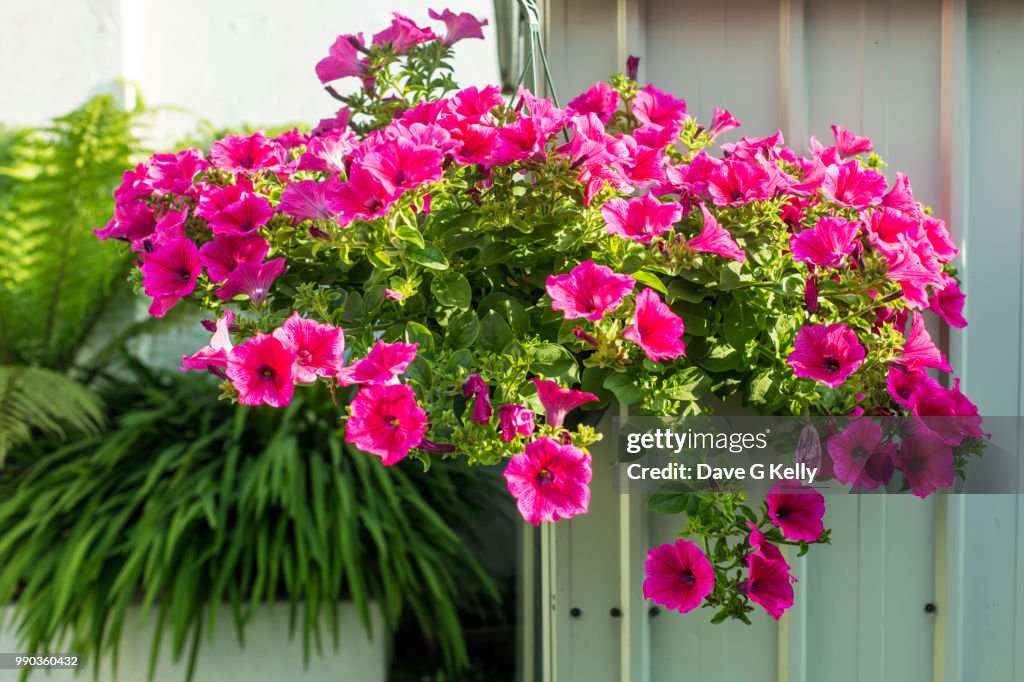 Hanging Flower Basket of Petunias