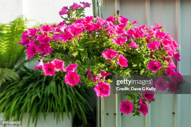 hanging flower basket of petunias - petunia hanging baskets stock pictures, royalty-free photos & images