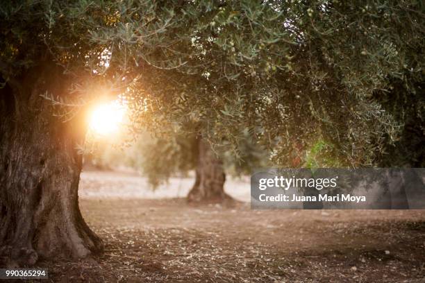 olive trees in the sun. in the province of jaen. in andalucia. spain - olive tree fotografías e imágenes de stock