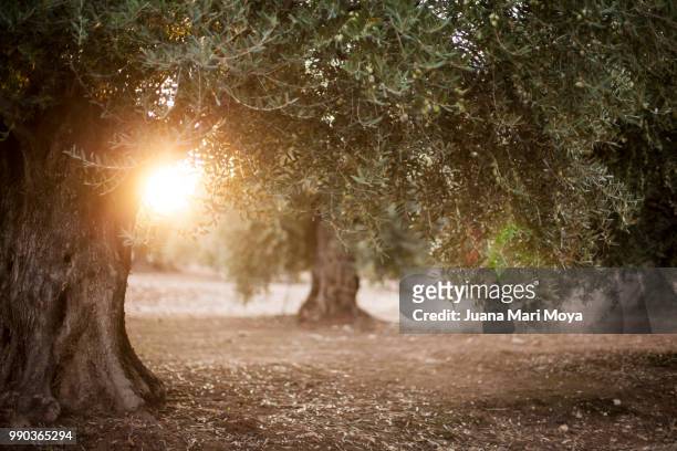 olive trees in the sun. in the province of jaen. in andalucia. spain - jaen province stockfoto's en -beelden
