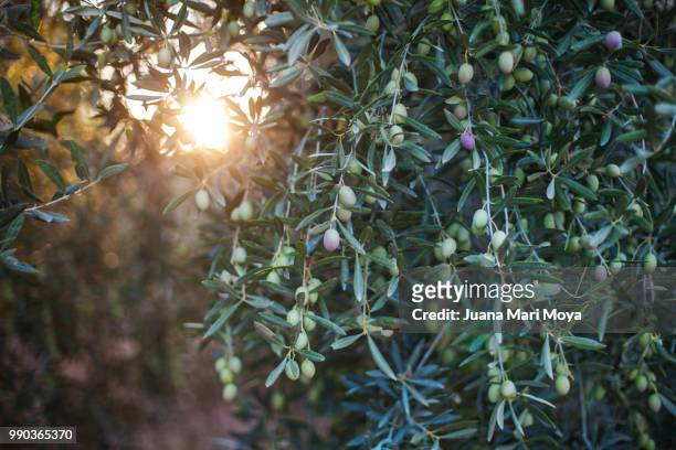 olive branches full of olives. in the province of jaen. spain. andalucia. - jaen province stockfoto's en -beelden
