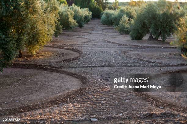olive trees and soil. in the province of jaen. andalucia, spain - jaen province stockfoto's en -beelden