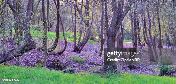 colour of spring - ciprian stock pictures, royalty-free photos & images