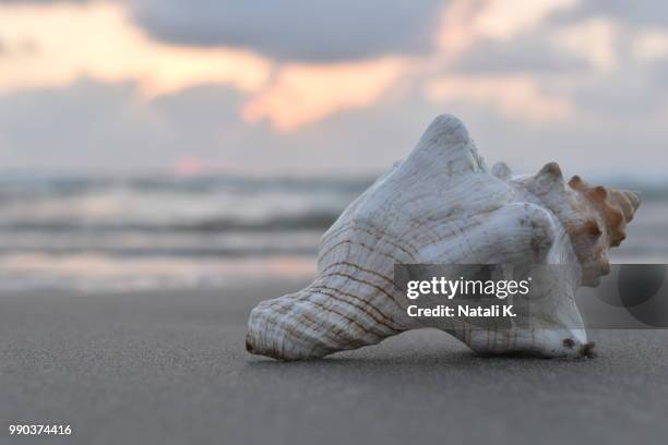 seashell at sunset.jpg - conch shell stockfoto's en -beelden