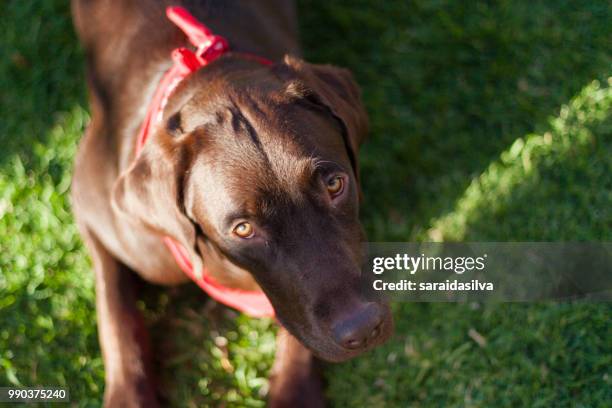 chocolate labrador retriever - tique brune du chien photos et images de collection