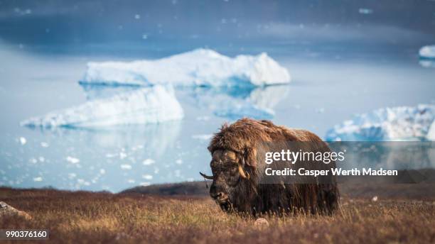 muskox and ice - qaanaaq stock pictures, royalty-free photos & images