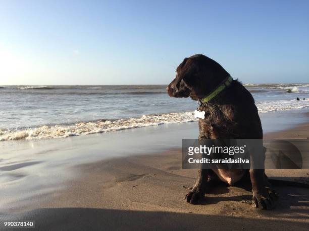 chocolate labrador retriever puppy at beach - chocolate labrador ストックフォトと画像