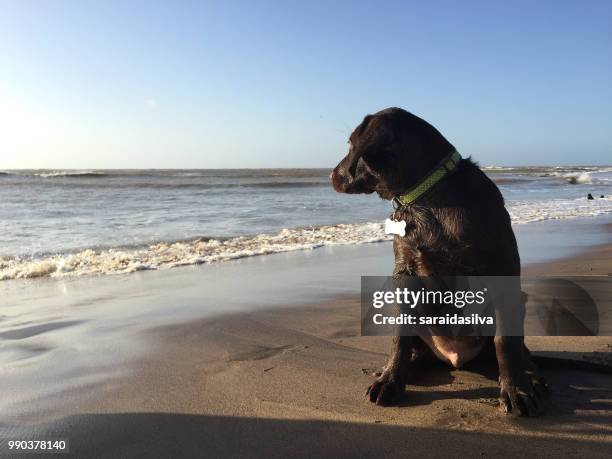 chocolate labrador retriever puppy at beach - dog tick stock pictures, royalty-free photos & images