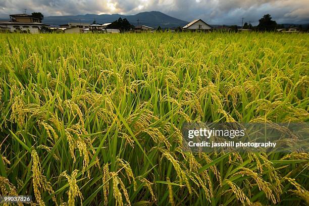 summer rice blowing in the wind - hachimantai stock-fotos und bilder