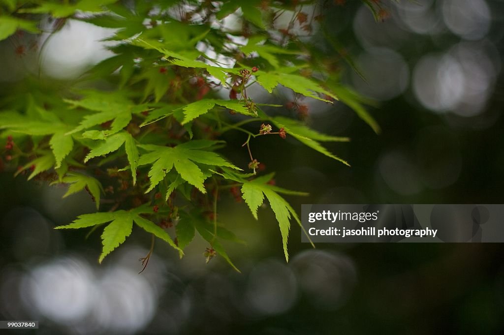 Spring Maples