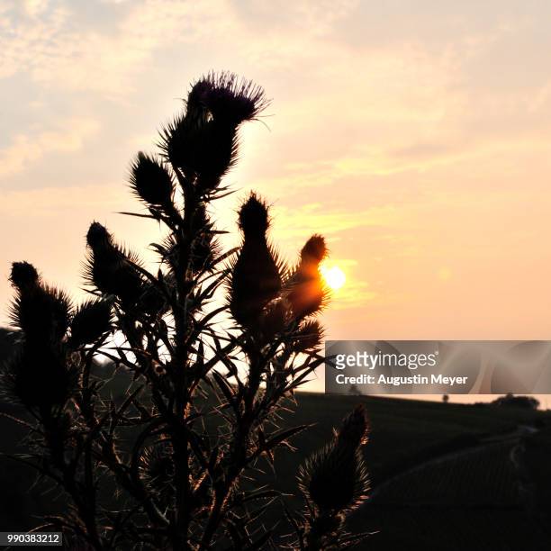 thistle's sunrise ii - thistle silhouette stock pictures, royalty-free photos & images
