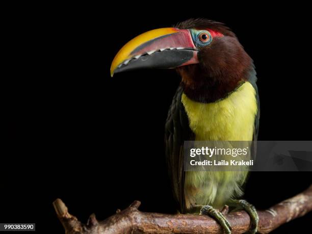 toucan - keel billed toucan stock pictures, royalty-free photos & images