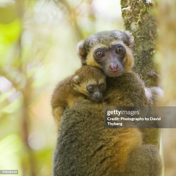 bamboo lemur with kid - parc national de ranomafana photos et images de collection