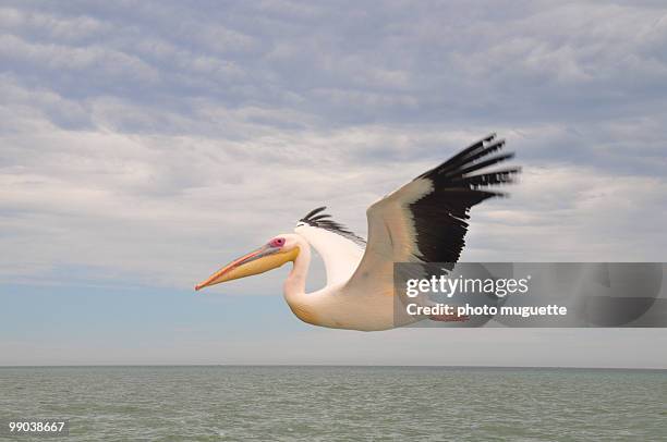 pelican flying - pelicans fotografías e imágenes de stock