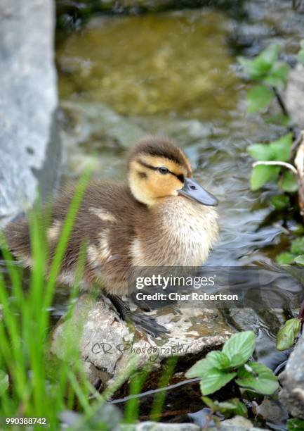 duckling - char stock pictures, royalty-free photos & images