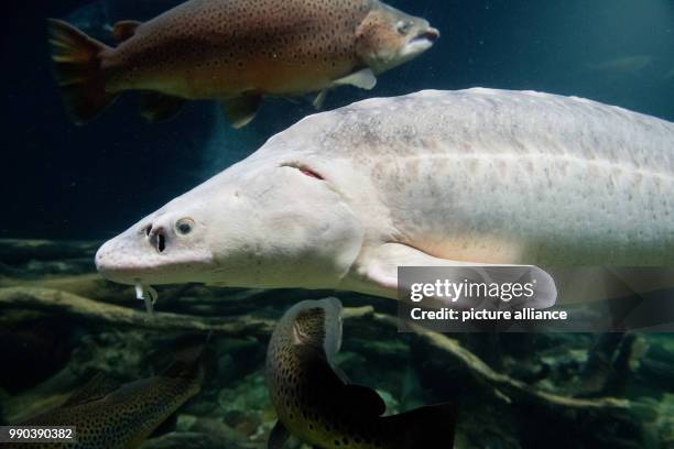 The oldest fish of the museum "Ozeaneum" swims around in Stralsund, Germany, 5 January 2018. He was accidentally caught along the coast of the island...