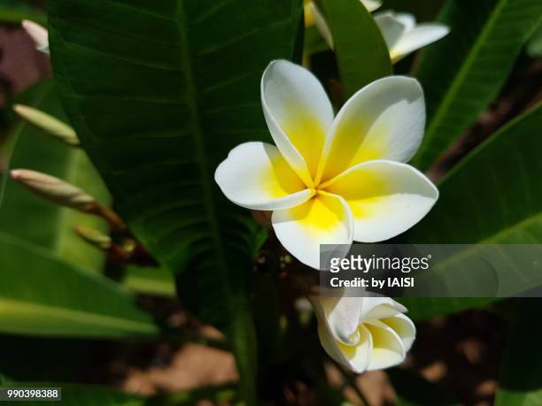 harmony of the scented yellow white frangipani flower - kronblatt stock-fotos und bilder
