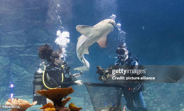 Two divers collecting shark eggs within the scope of the annual inventory at the zoo in Hagenbeck, Germany, 12 January 2018. In the background, a...