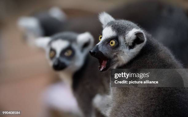 Ring-tailed lemurs are weighed within the scope of the annual inventory at the zoo in Hagenbeck, Germany, 12 January 2018. Photo: Daniel Reinhardt/dpa