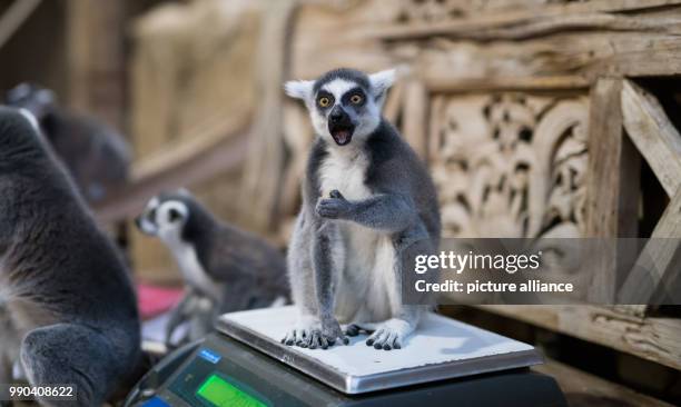 Ring-tailed lemurs are weighed within the scope of the annual inventory at the zoo in Hagenbeck, Germany, 12 January 2018. Photo: Daniel Reinhardt/dpa