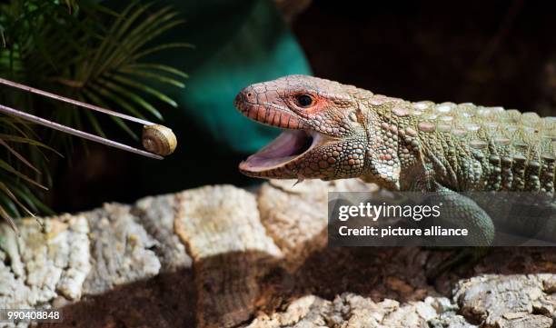 Dpatop - A northern caiman lizard is goaded onto the scales with the help of a Roman snail during the annual inventory at the zoo in Hagenbeck,...