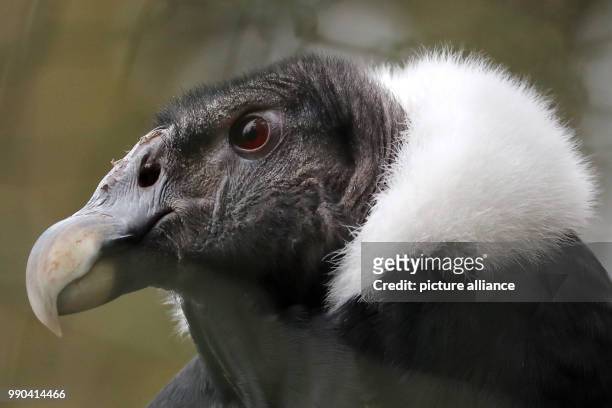 An Andean condor sitting in its cage at the zoo in Nuremberg, Germany, 12 January 2018. Photo: Daniel Karmann/dpa