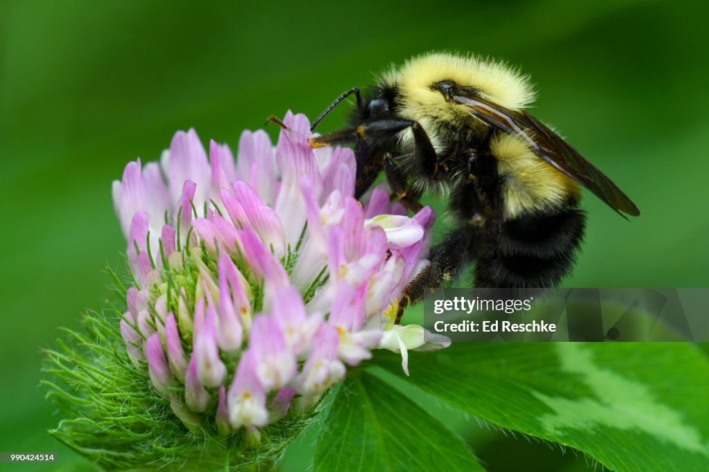 Golden Northern Bumblebee (Bombus fervidus) sipping nectar and pollinating red clover