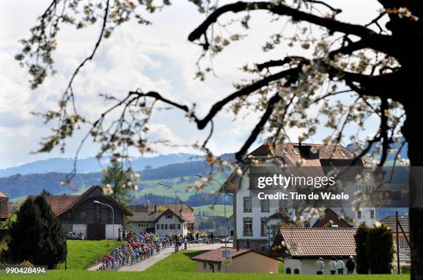 Tour De Romandie, Stage 2Illustration Illustratie, Peleton Peloton, Landscape Paysage Landschap, Flowers Fluers Bloemen /Moutier - Fribourg , Rit...