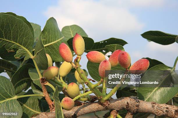 pistachio fruits - pistachio tree 個照片及圖片檔