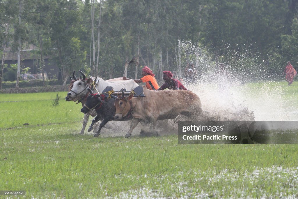 Indian farmers participates in a bull race at a paddy field...