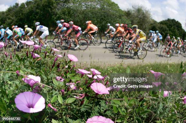 Giro D?Italia, Stage 9Illustration Illustratie, Peleton Peloton, Flowers Fleurs Bloemen , Landscape Paysage Landschap /Civitavecchia - San Vincenzo...