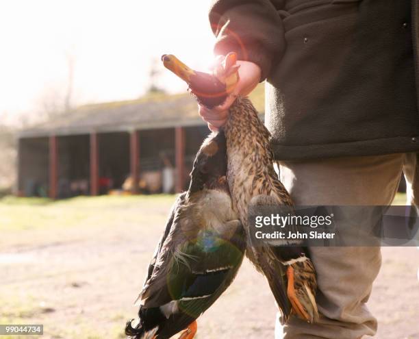 man holding shot game birds in hand - newpremiumuk stock-fotos und bilder