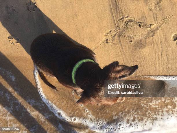 chocolate labrador retriever puppy at beach - zecca bruna del cane foto e immagini stock