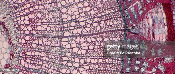 a two-year old woody dicot stem (tilia, basswood) in cross section showing plant anatomy 25x - pith bildbanksfoton och bilder