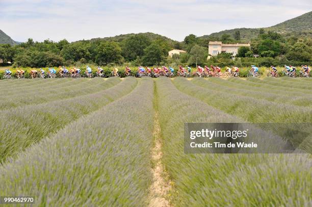 Dauphine Libere, Stage 1Illustration Illustratie, Peleton Peloton, Lavende Lavendel Flowers Fleurs Bloemen, Landscape Paysage Landschap /Avignon -...