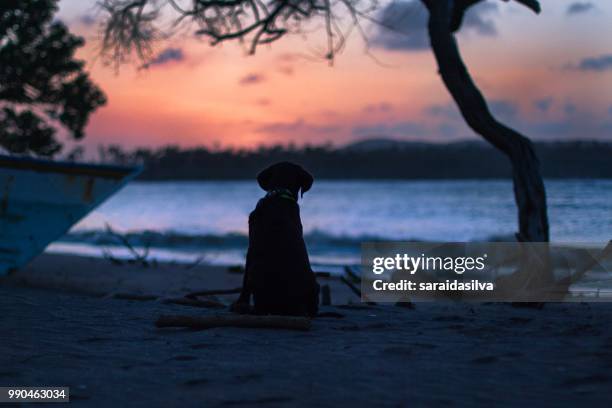 chocolate labrador retriever puppy at beach - tique brune du chien photos et images de collection