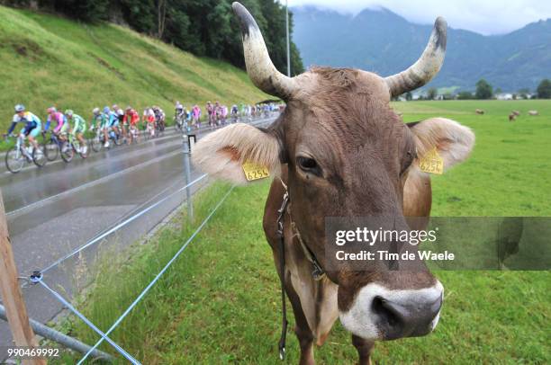 Tour De Suisse, Stage 3 Illustration Illustratie, Peleton Peloton, Cow Vache Koe, Landscape Paysage Landschap /Flums - Gossau , Etape Rit, Tim De...