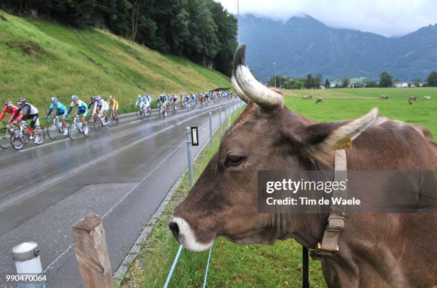 Tour De Suisse, Stage 3 Illustration Illustratie, Peleton Peloton, Cow Vache Koe, Landscape Paysage Landschap /Flums - Gossau , Etape Rit, Tim De...