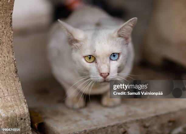 heterochromia iridum - heterochromatin stock pictures, royalty-free photos & images