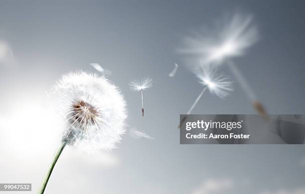 dandelion flying - composietenfamilie stockfoto's en -beelden