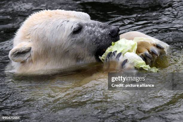 Ice bear Tonja swims in the water tank of her enclosure at the Tierpark Berlin, Germany, 14 January 2018. For the first time after the death of her...